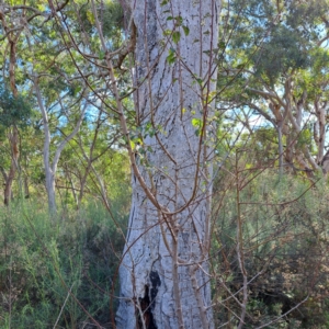 Prunus sp. at Mount Ainslie - 20 May 2024