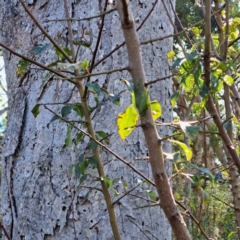 Prunus sp. at Mount Ainslie - 20 May 2024 01:52 PM