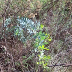 Acacia baileyana (Cootamundra Wattle, Golden Mimosa) at Mount Ainslie - 20 May 2024 by abread111