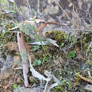 Pterostylis sp. at Uriarra Village, ACT - suppressed