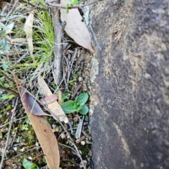 Pterostylis sp. at Uriarra Village, ACT - suppressed