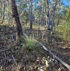 Xanthorrhoea glauca subsp. angustifolia (Grey Grass-tree) at Uriarra Village, ACT - 20 May 2024 by BethanyDunne