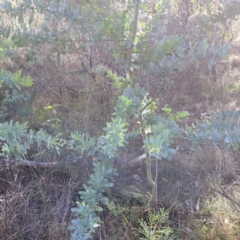 Acacia baileyana (Cootamundra Wattle, Golden Mimosa) at Mount Ainslie - 20 May 2024 by abread111