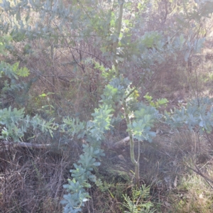 Acacia baileyana at Mount Ainslie - 20 May 2024