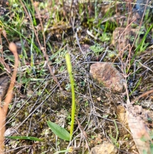 Ophioglossum lusitanicum at Uriarra Village, ACT - 20 May 2024 02:52 PM