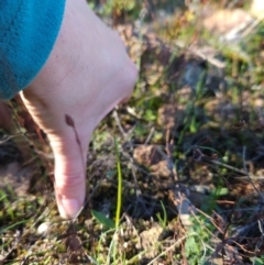 Ophioglossum lusitanicum at Uriarra Village, ACT - 20 May 2024 02:52 PM