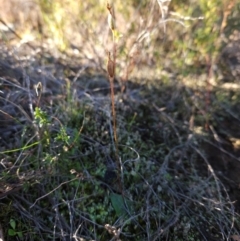 Eriochilus cucullatus (Parson's Bands) at Uriarra Village, ACT - 20 May 2024 by BethanyDunne