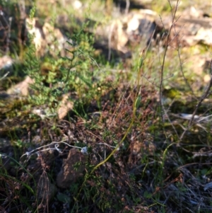 Eriochilus cucullatus at Uriarra Village, ACT - suppressed