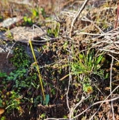 Eriochilus cucullatus at Uriarra Village, ACT - suppressed