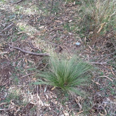 Nassella trichotoma (Serrated Tussock) at Mount Ainslie - 20 May 2024 by abread111