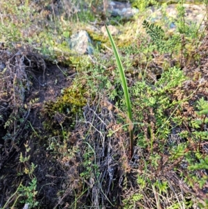 Thelymitra sp. at Uriarra Village, ACT - suppressed