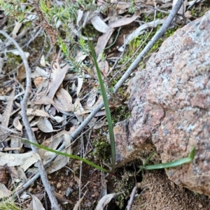 Thelymitra sp. at Uriarra Village, ACT - suppressed