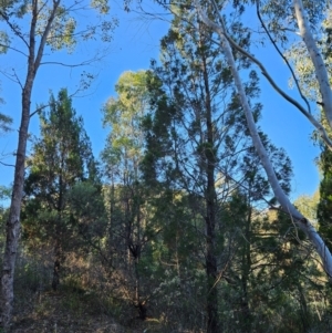 Callitris endlicheri at Uriarra Village, ACT - 20 May 2024