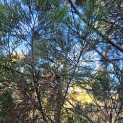 Callitris endlicheri at Uriarra Village, ACT - 20 May 2024