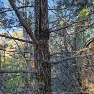 Callitris endlicheri at Uriarra Village, ACT - 20 May 2024