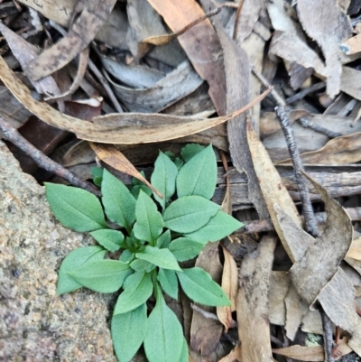 Speculantha rubescens at Uriarra Village, ACT - 20 May 2024 by BethanyDunne