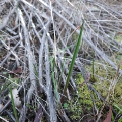 Thelymitra (Genus) (Sun Orchid) at Uriarra Village, ACT - 20 May 2024 by BethanyDunne