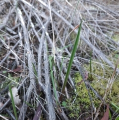 Thelymitra sp. (A Sun Orchid) at Uriarra Village, ACT - 20 May 2024 by BethanyDunne