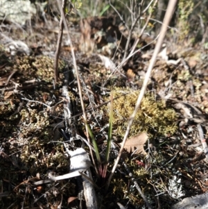 Thelymitra sp. at Cotter Reserve - suppressed