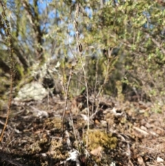 Thelymitra sp. at Cotter Reserve - suppressed