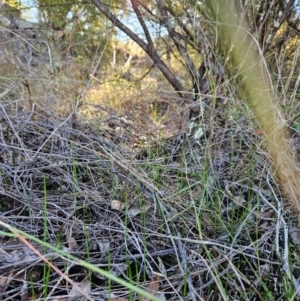 Microtis sp. at Cotter Reserve - 20 May 2024