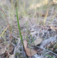 Thelymitra (Genus) (Sun Orchid) at Cotter Reserve - 20 May 2024 by BethanyDunne