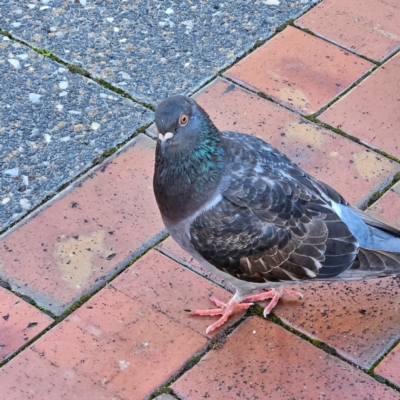 Columba livia at Kambah, ACT - 20 May 2024 by MatthewFrawley