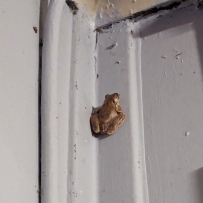 Unverified Frog at Kununurra, WA - 20 May 2024 by RobynHall