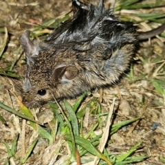 Mus musculus at QPRC LGA - 20 May 2024 06:46 PM