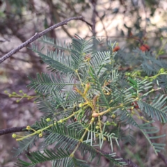 Uromycladium (genus) at Mount Ainslie - 20 May 2024 02:06 PM