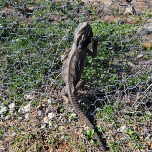 Pogona barbata at Goorooyarroo NR (ACT) - 13 May 2024