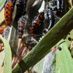 Delias harpalyce (Imperial Jezebel) at Tidbinbilla Nature Reserve - 21 May 2024 by HelenCross