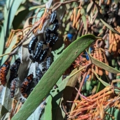 Delias harpalyce at Tidbinbilla Nature Reserve - 21 May 2024