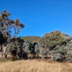 Delias harpalyce at Tidbinbilla Nature Reserve - 21 May 2024