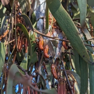 Delias harpalyce at Tidbinbilla Nature Reserve - 21 May 2024