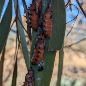 Delias harpalyce at Tidbinbilla Nature Reserve - 21 May 2024