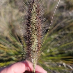 Cenchrus purpurascens at Jerrabomberra Wetlands - 21 May 2024