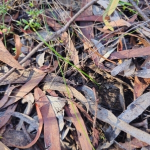 Cenchrus purpurascens at Jerrabomberra Wetlands - 21 May 2024