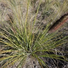 Cenchrus purpurascens at Jerrabomberra Wetlands - 21 May 2024