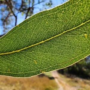 Austracris guttulosa at QPRC LGA - 15 May 2024