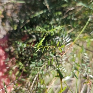 Vicia sp. at Jerrabomberra Wetlands - 21 May 2024