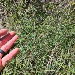 Vicia sp. at Jerrabomberra Wetlands - 21 May 2024