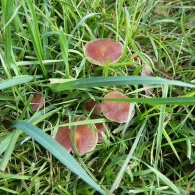 Unverified Cap on a stem; gills below cap [mushrooms or mushroom-like] at  - suppressed by arjay