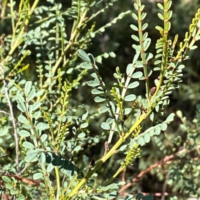 Indigofera adesmiifolia at Spence, ACT - 27 May 2024 by mcosgrove