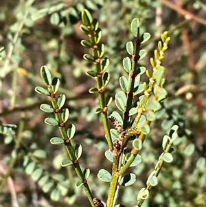 Lauxaniidae (family) at QPRC LGA - 18 May 2024