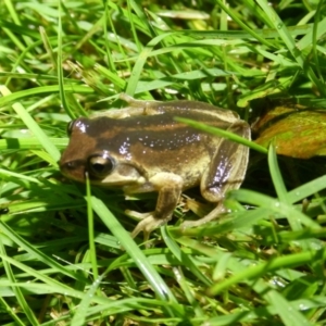 Litoria verreauxii verreauxii at QPRC LGA - suppressed