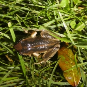 Litoria verreauxii verreauxii at QPRC LGA - suppressed