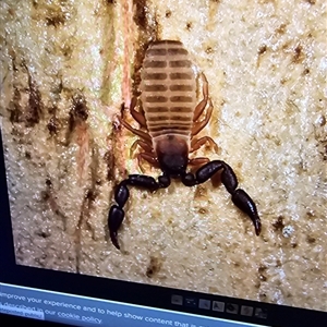 Limnodynastes tasmaniensis at QPRC LGA - 11 May 2024