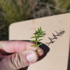 Crassula helmsii (Swamp Stonecrop) at Jerrabomberra Wetlands - 21 May 2024 by CapitalReptileSpecialists