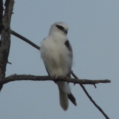 Elanus axillaris (Black-shouldered Kite) at Hume, ACT - 18 Dec 2023 by MichaelBedingfield